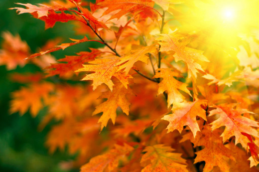 1724104 (a): :4000x2653